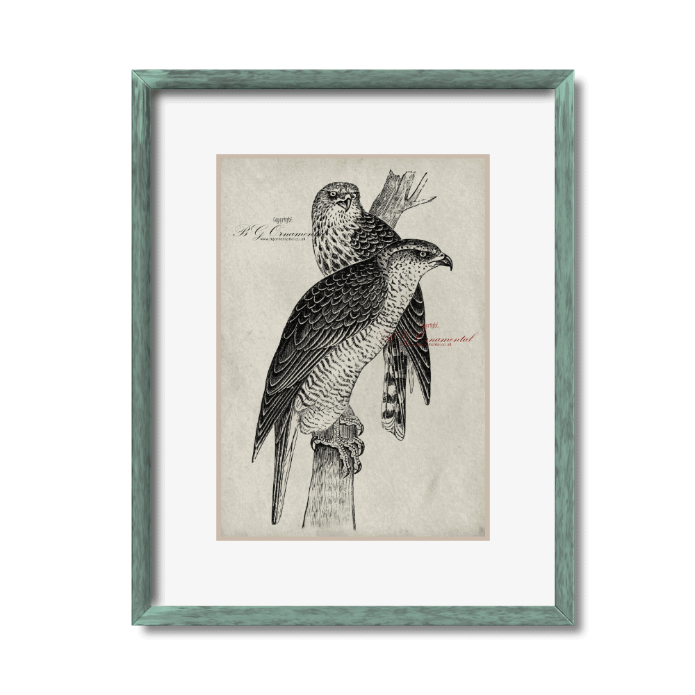 Two Perched Falcons Sketch Hand Drawn Original Unique Print